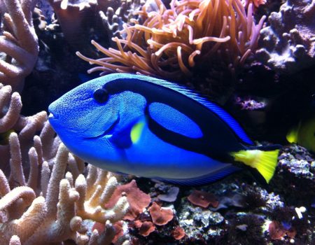 Fisch im Tiergarten Ulm | Blogbeitrag | Hotel Adler